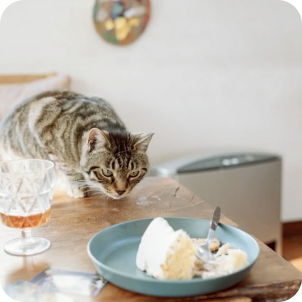 猫のいるカフェのテーブル
