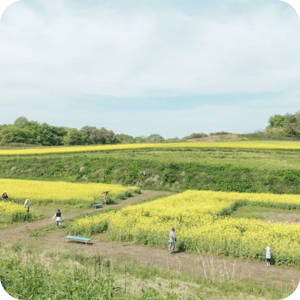 菜の花畑の風景